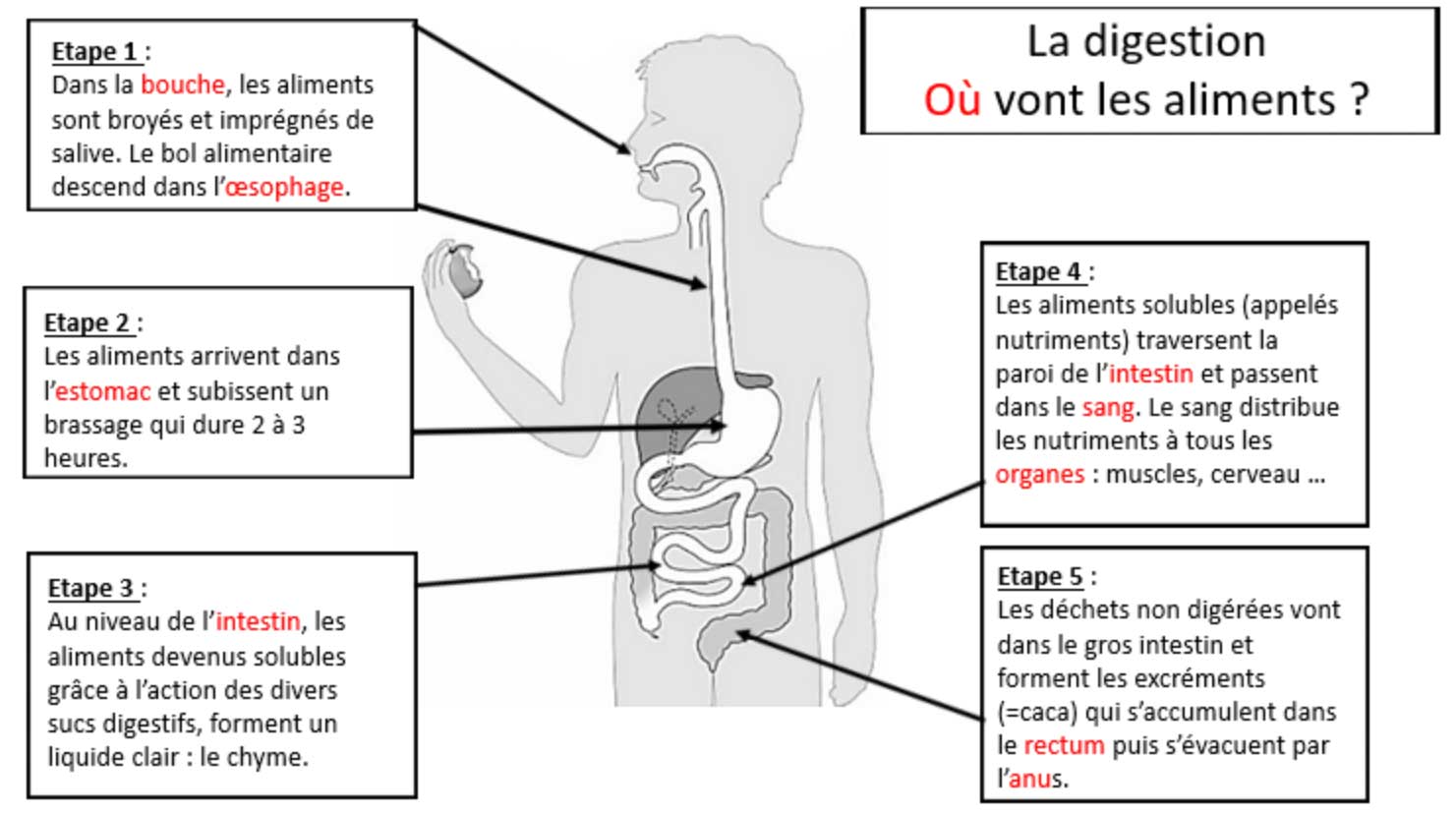 Les processus de la digestion - digiSchool